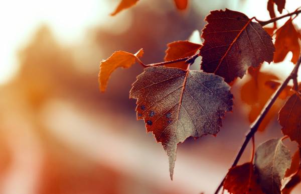 Tempo d'autunno
