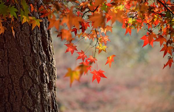 Autunno per l'essere umano e per la natura