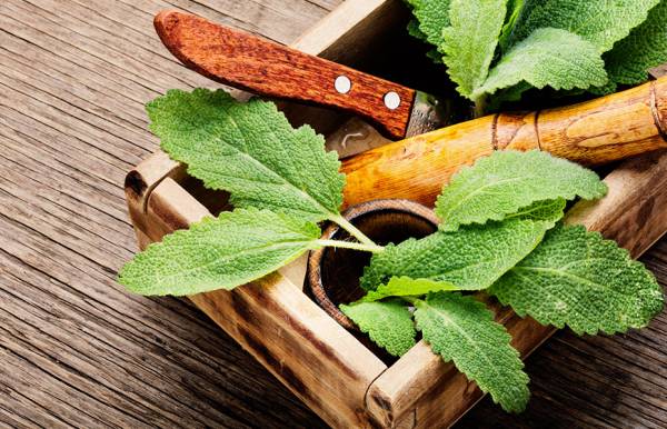Fitoterapia ed Erboristeria