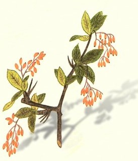 berberis